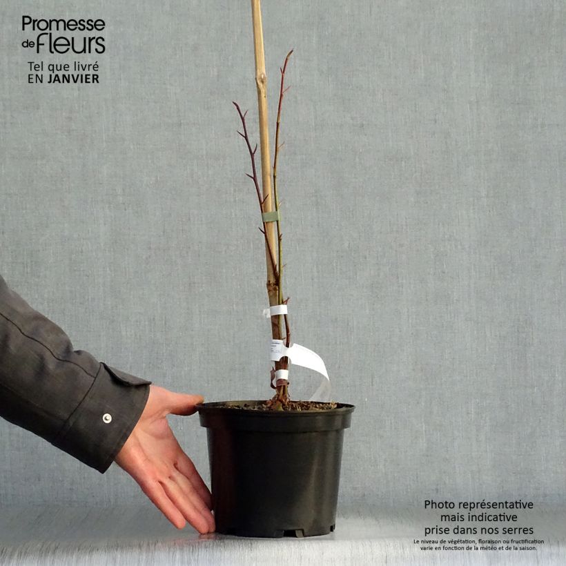 Tetracentron sinense 2L/3L pot sample as delivered in winter