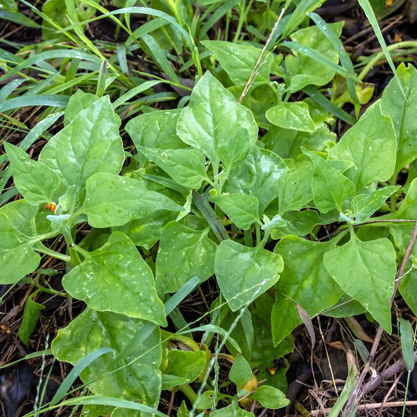 Tetragonia tetragonoides  (Foliage)