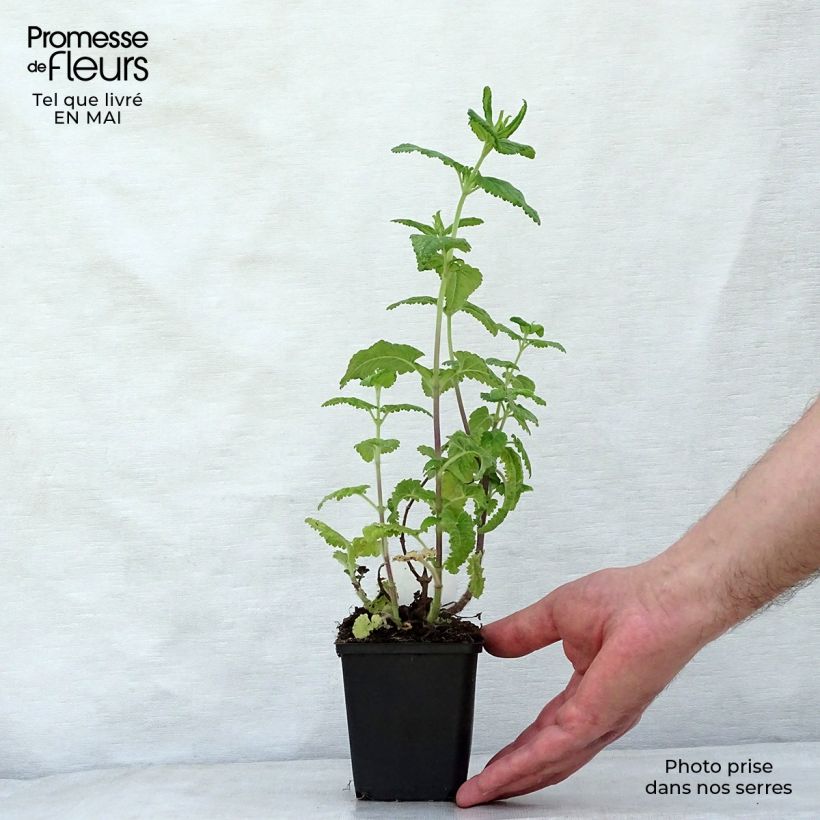 Teucrium hircanicum - Germander 8/9 cm pot sample as delivered in spring