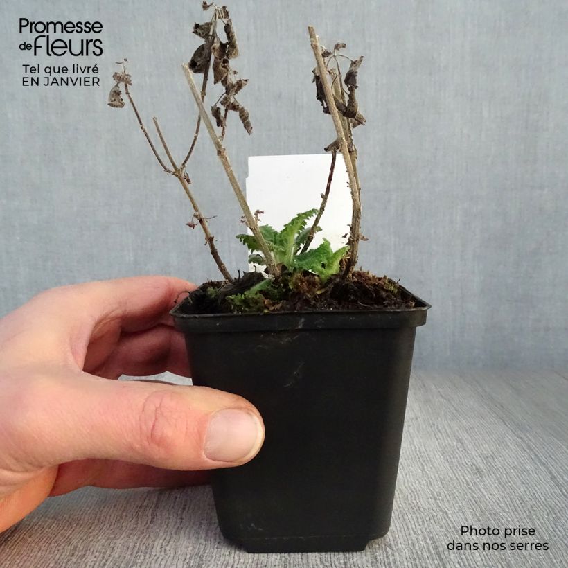 Teucrium hircanicum - Germander 8/9 cm pot sample as delivered in winter