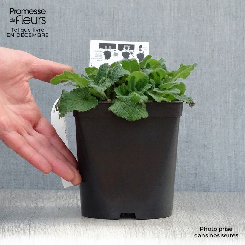Teucrium hircanicum Paradise Delight - Germander 2L/3L pot sample as delivered in winter