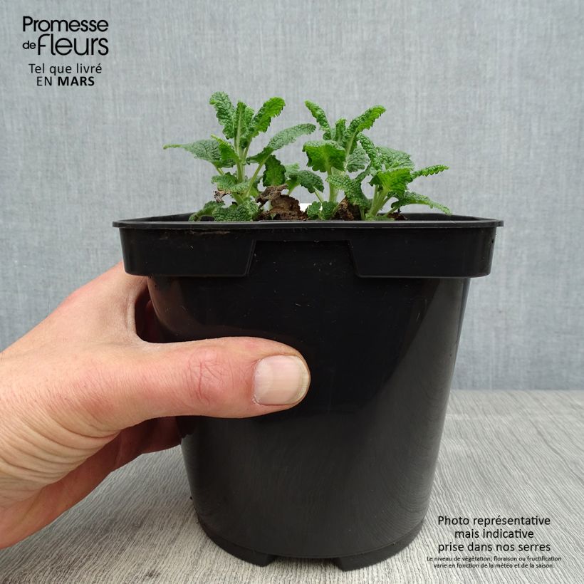 Teucrium hircanicum Paradise Delight - Germander 2L/3L pot sample as delivered in spring