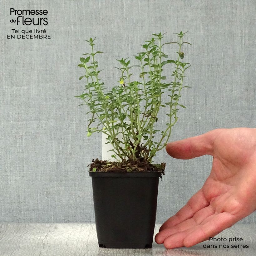 Teucrium x lucidrys  8/9 cm pot sample as delivered in winter