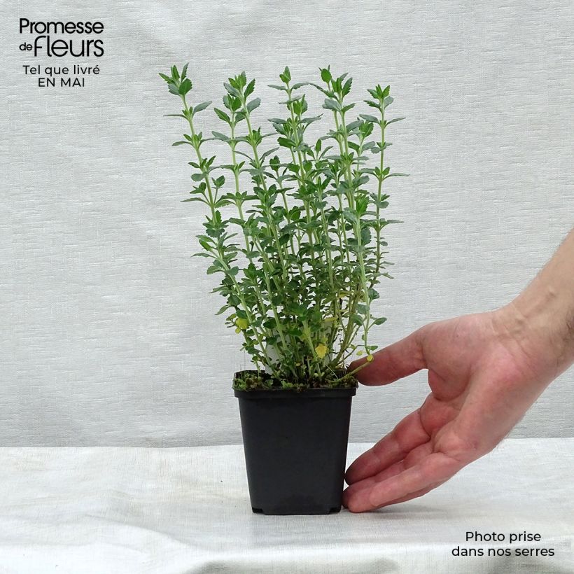 Teucrium x lucidrys  8/9 cm pot sample as delivered in spring