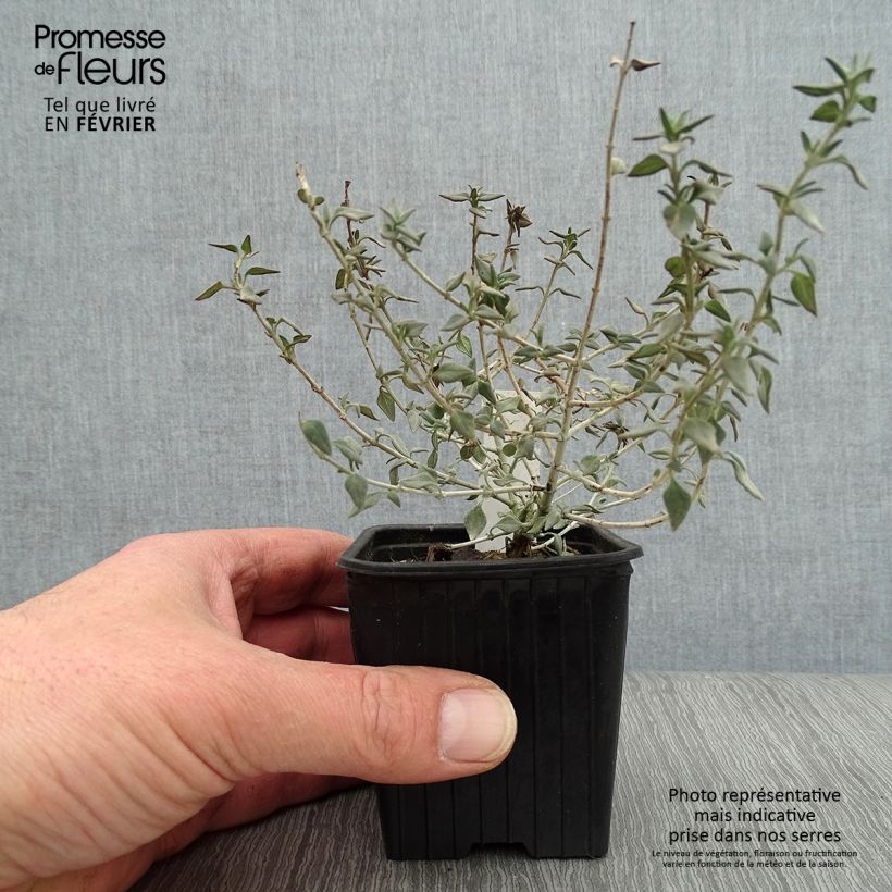Teucrium marum - Germander 8/9 cm pot sample as delivered in winter