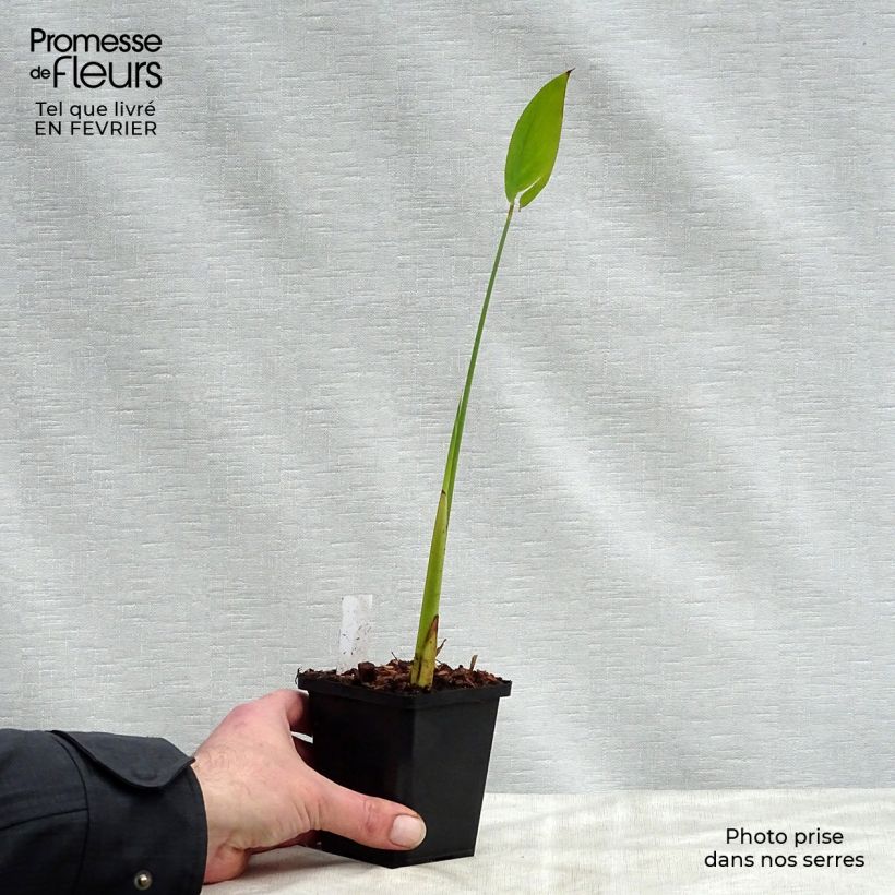 Thalia dealbata 8/9 cm pot sample as delivered in winter