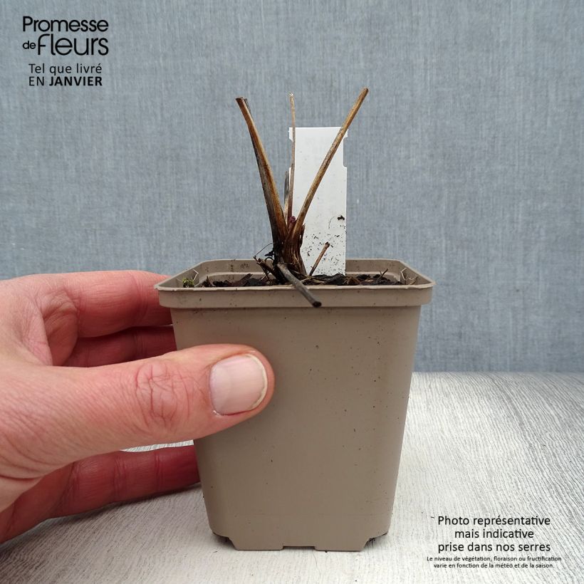 Thalictrum Anne - Meadow-rue 8/9 cm pot sample as delivered in winter