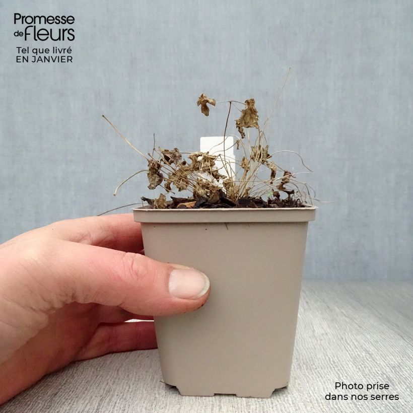 Thalictrum Black Stockings - Meadow-rue 8/9 cm pot sample as delivered in winter