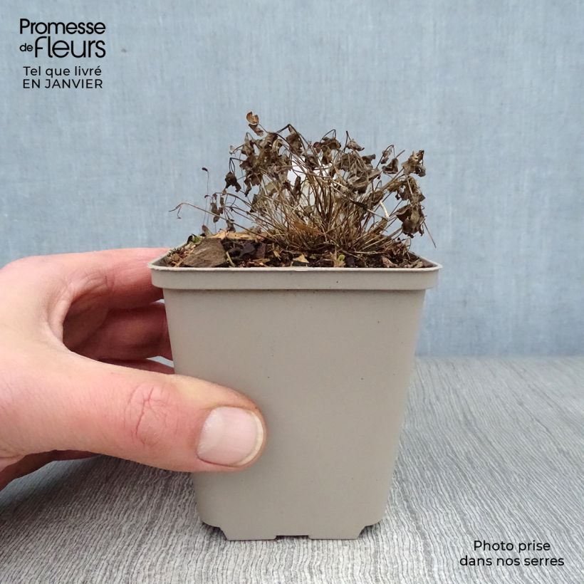 Thalictrum Purplelicious - Meadow-rue 8/9 cm pot sample as delivered in winter