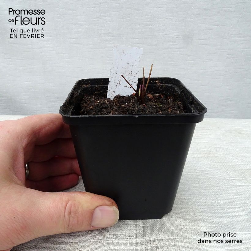 Thalictrum actaeifolium Perfume Star - Meadow-rue 8/9 cm pot sample as delivered in winter