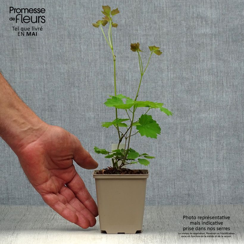 Thalictrum actaeifolium Perfume Star - Meadow-rue 8/9 cm pot sample as delivered in spring