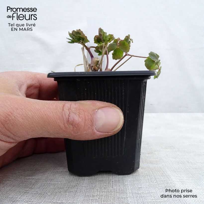 Thalictrum aquilegifolium Album - Meadow-rue 8/9 cm pot sample as delivered in spring