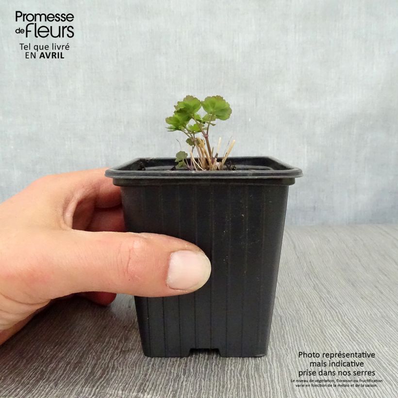 Thalictrum aquilegiifolium - Meadow-rue 7/8 cm pot sample as delivered in spring