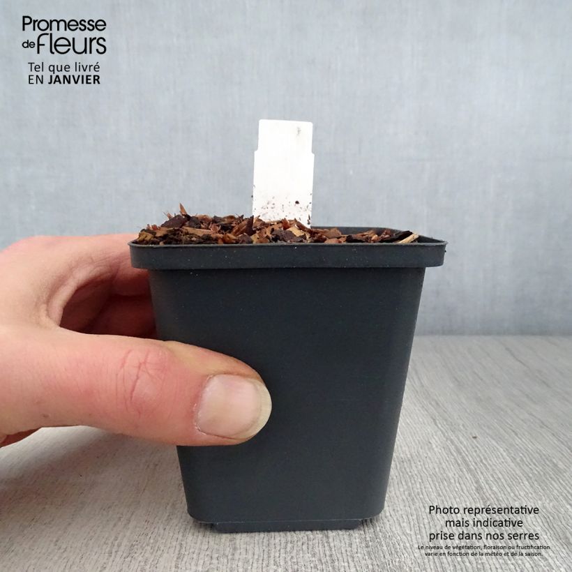 Thalictrum aquilegifolium Thundercloud - Meadow-rue 8/9 cm pot sample as delivered in winter