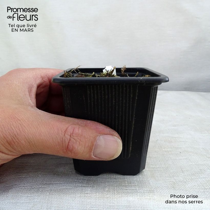 Thalictrum delavayi Album - Meadow-rue 8/9 cm pot sample as delivered in spring