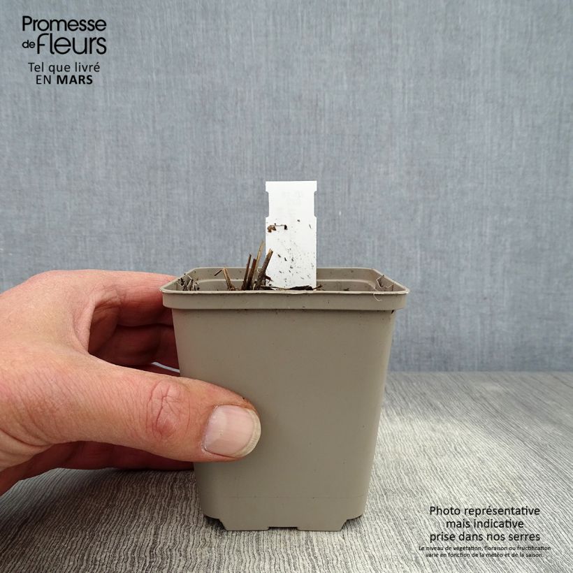 Thalictrum delavayi Ankum - Meadow-rue 8/9 cm pot sample as delivered in spring