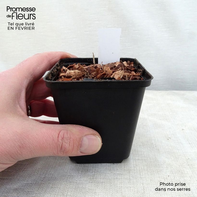 Thalictrum delavayi Hinckley - Meadow-rue 8/9 cm pot sample as delivered in winter