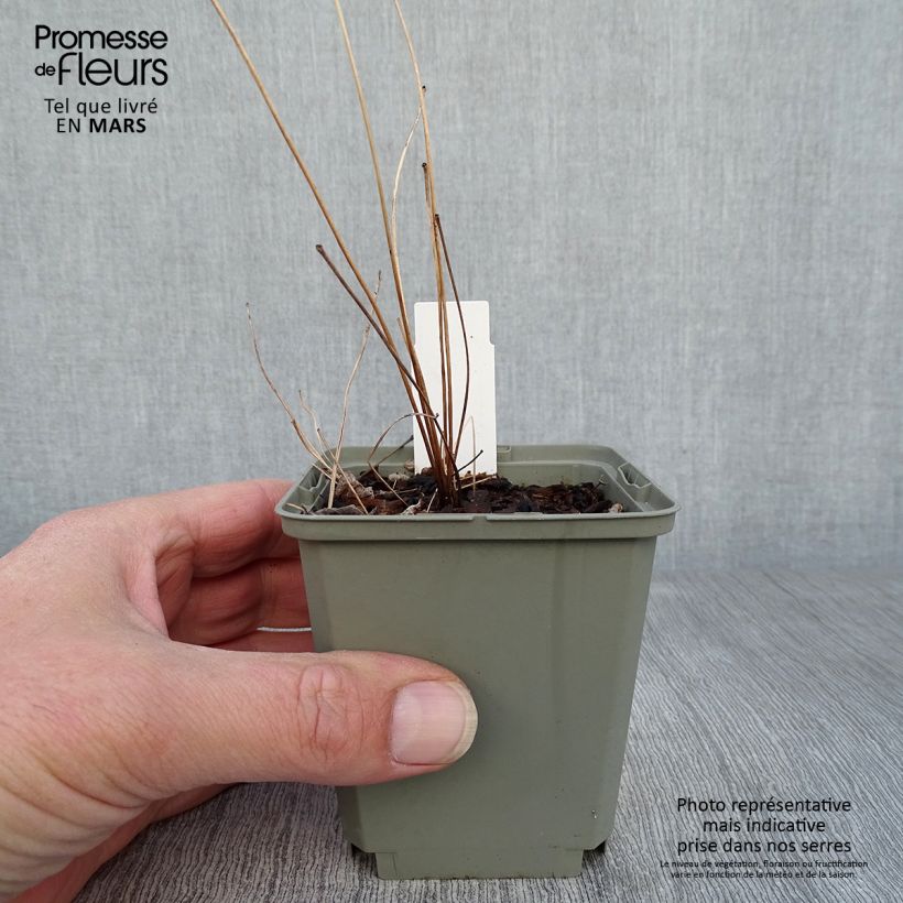 Thalictrum delavayi Hinckley - Meadow-rue 8/9 cm pot sample as delivered in spring