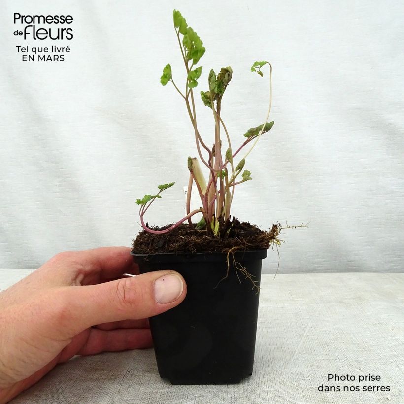 Thalictrum flavum subsp. glaucum - Meadow-rue 8/9 cm pot sample as delivered in spring