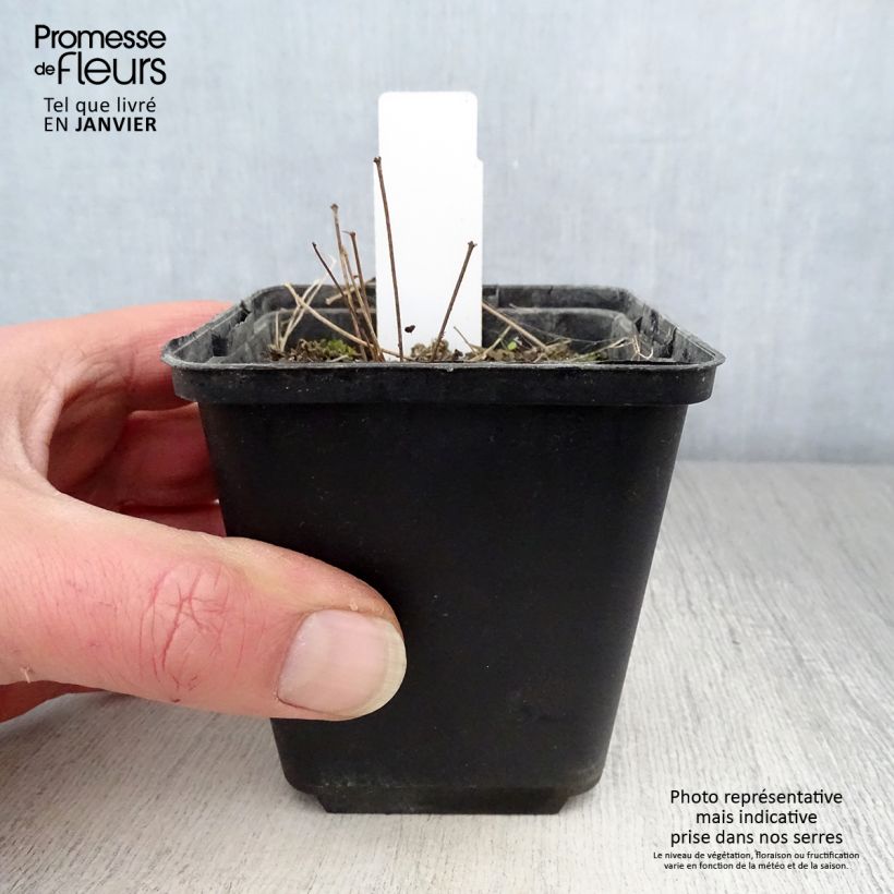 Thalictrum minus Adiantifolium - Meadow-rue 8/9 cm pot sample as delivered in winter