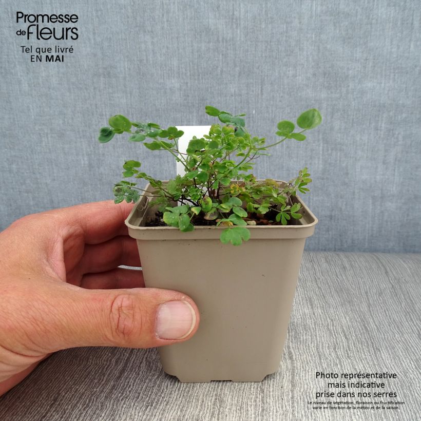 Thalictrum petaloideum - Meadow-rue 8/9 cm pot sample as delivered in spring