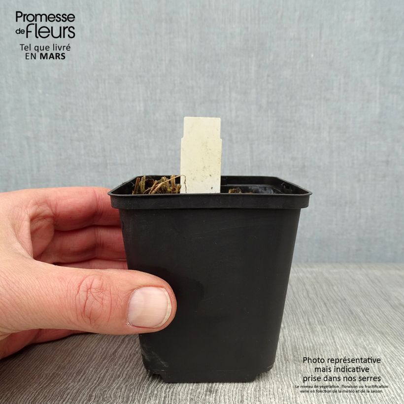 Thalictrum sphaerostachyum - Meadow-rue 8/9 cm pot sample as delivered in winter