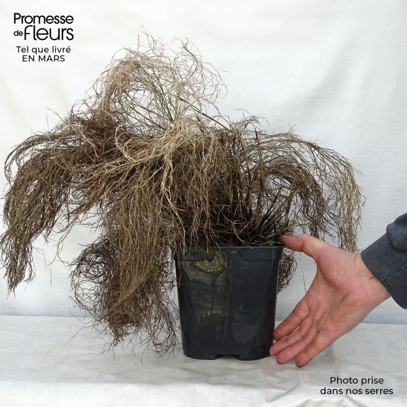 Thamnochortus cinereus - Restio 3L/4L pot sample as delivered in spring