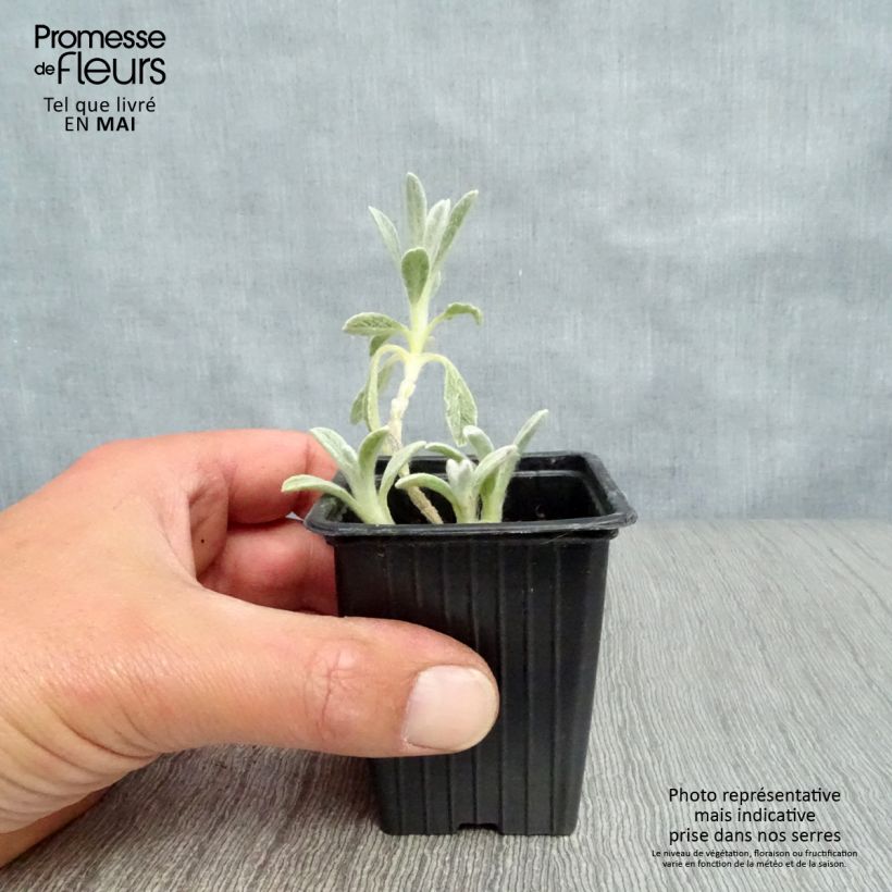 Sideritis syriaca 7/8 cm pot sample as delivered in spring