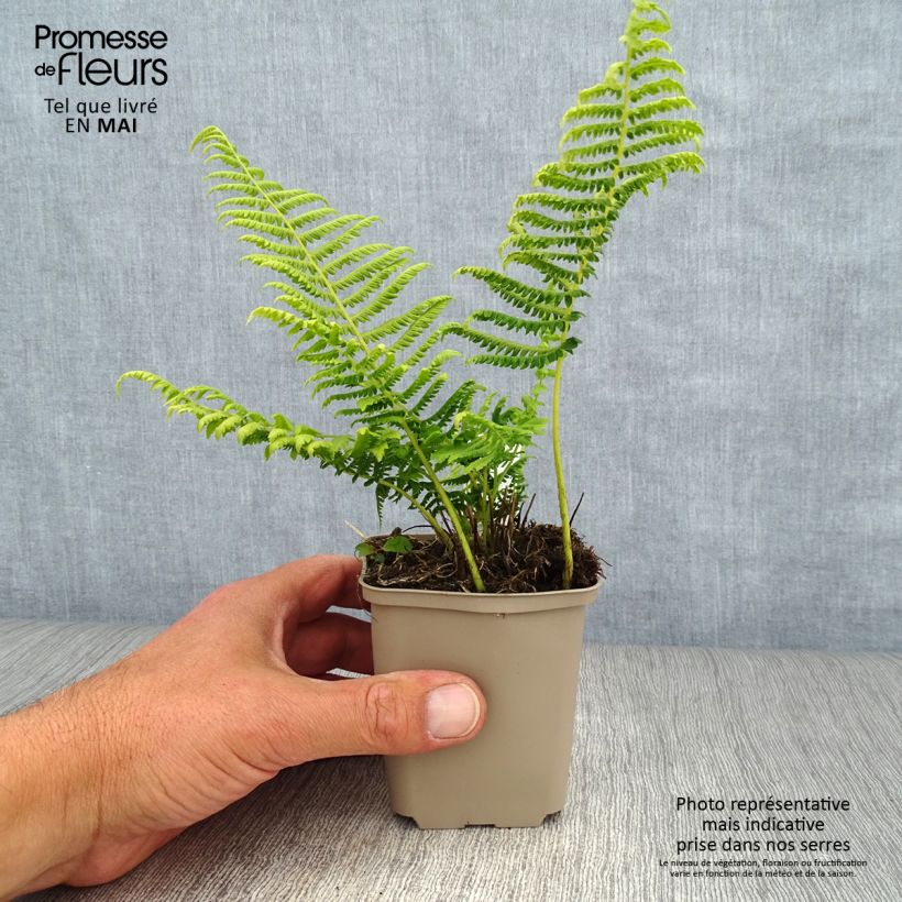 Thelypteris kunthii 8/9 cm pot sample as delivered in spring