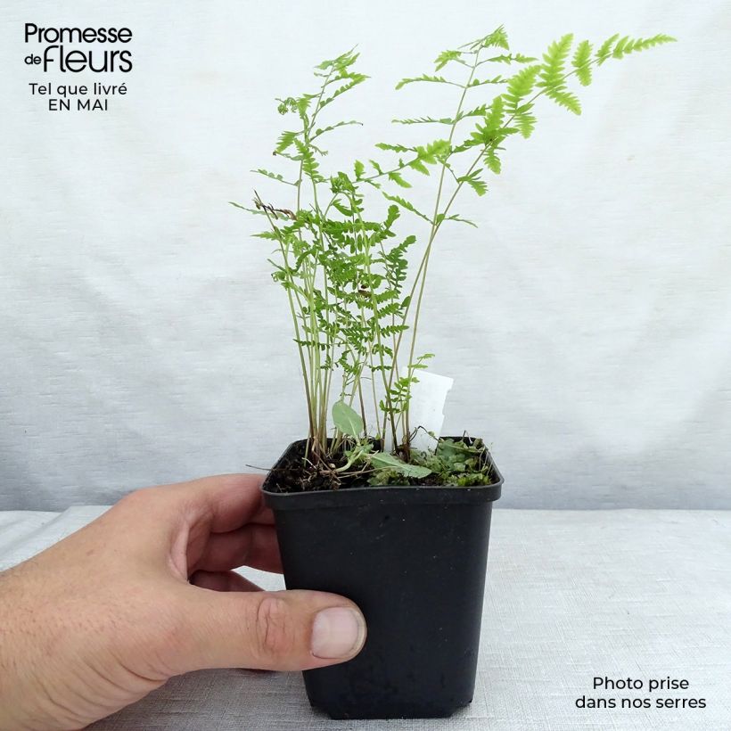 Thelypteris palustris - Marsh Fern 8/9 cm pot sample as delivered in spring