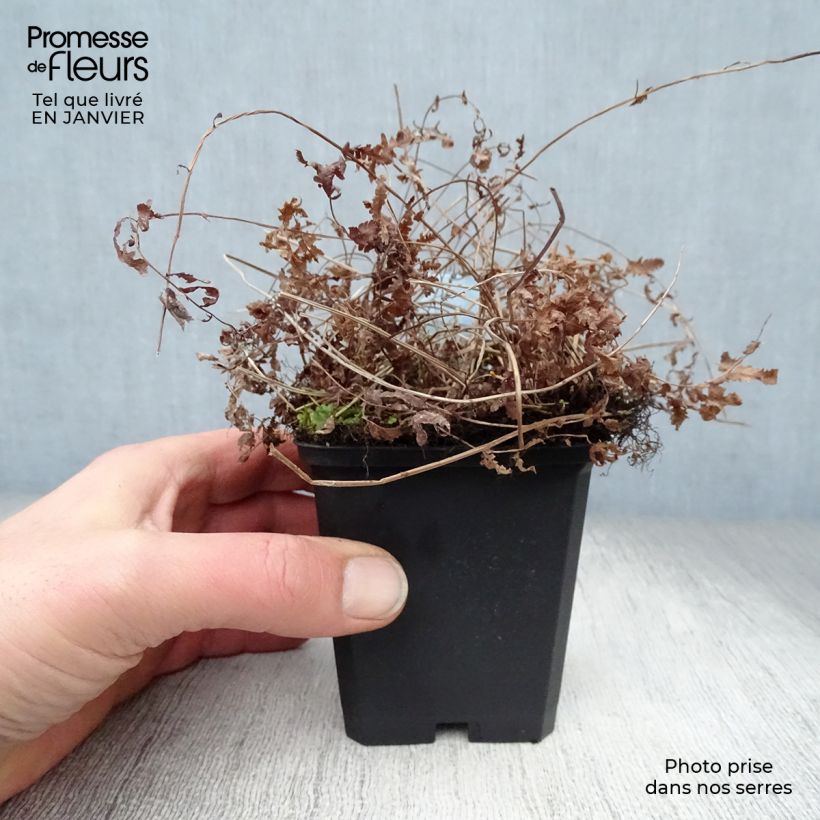 Thelypteris palustris - Marsh Fern 8/9 cm pot sample as delivered in winter