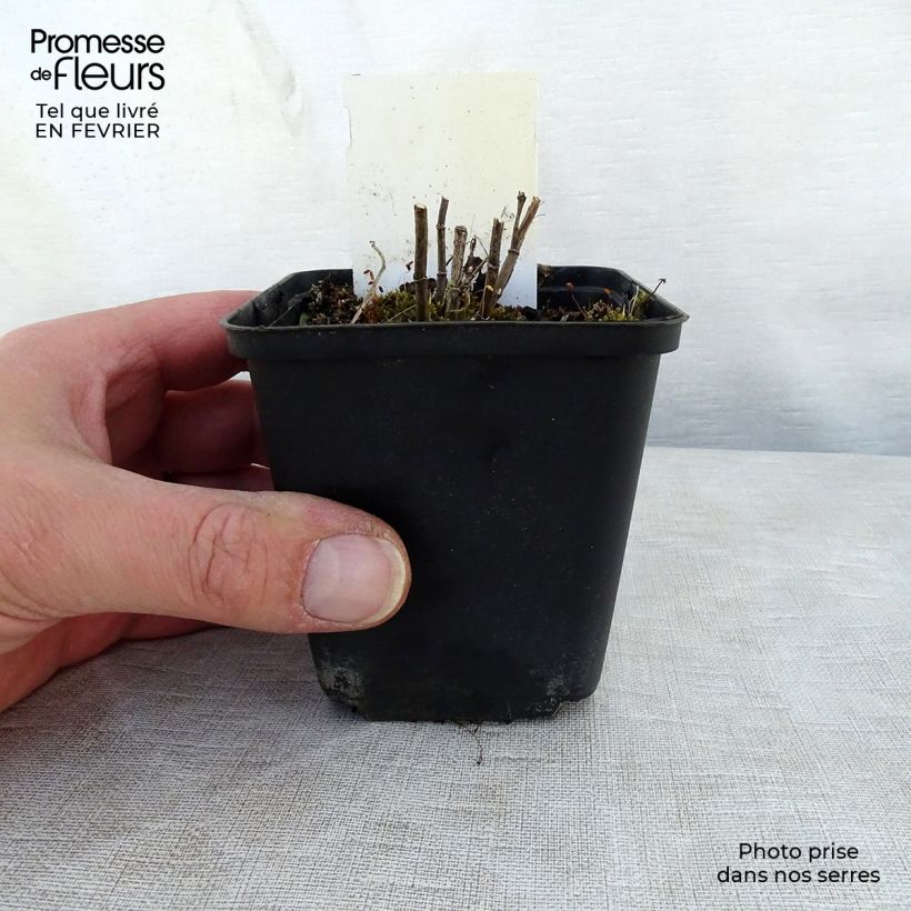 Thermopsis chinensis 8/9 cm pot sample as delivered in winter