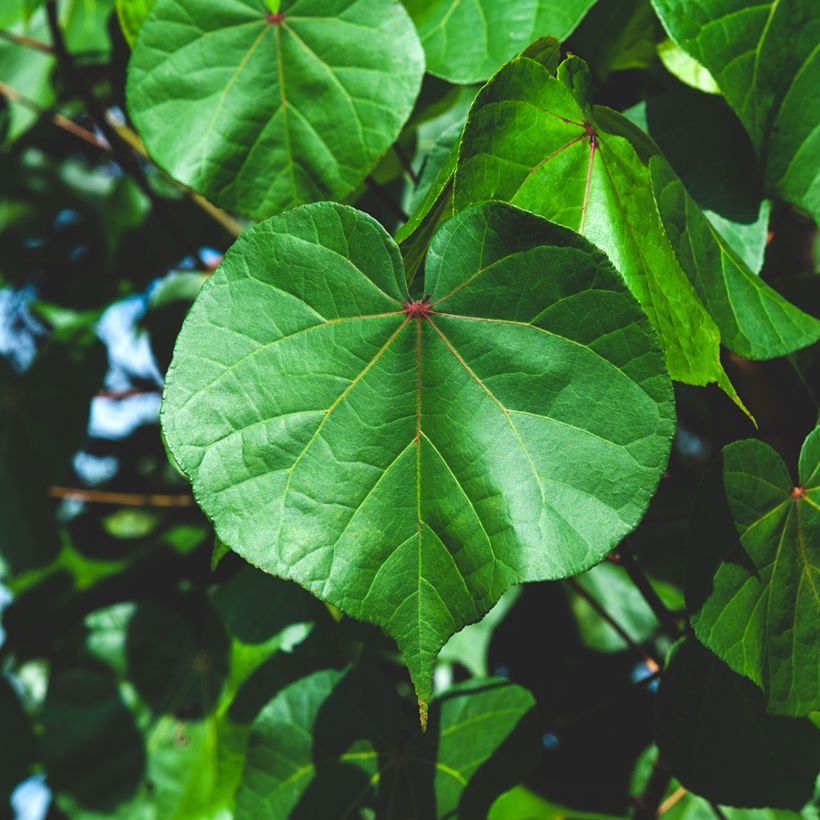 Thespesia populnea - Portia tree (Foliage)