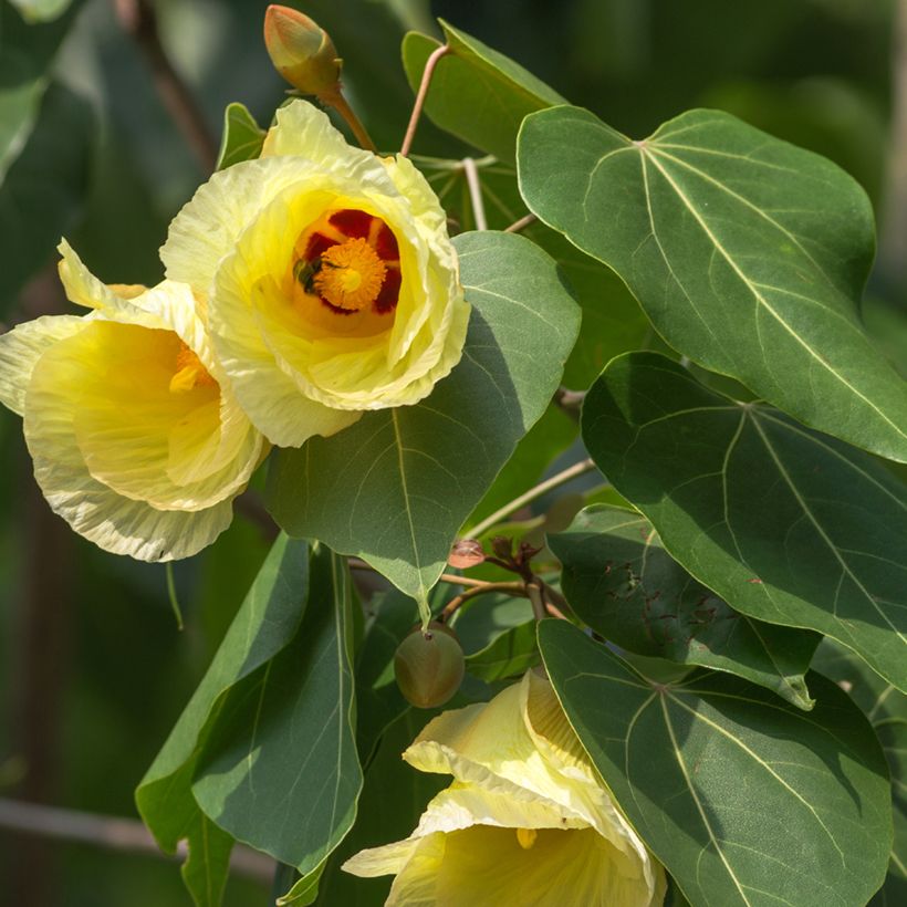 Thespesia populnea - Portia tree (Flowering)