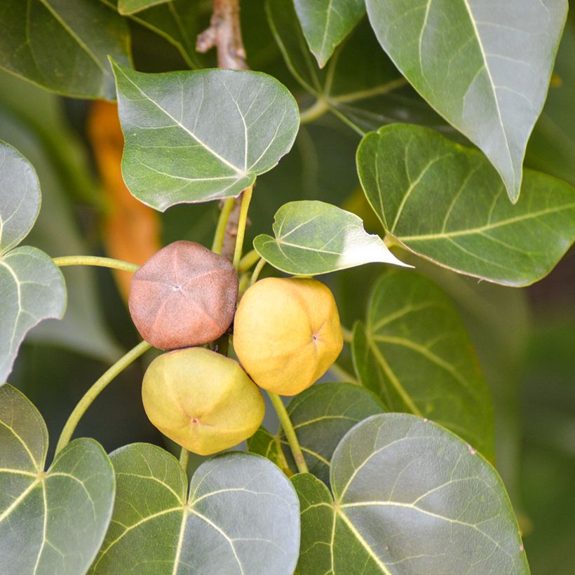 Thespesia populnea - Portia tree (Harvest)