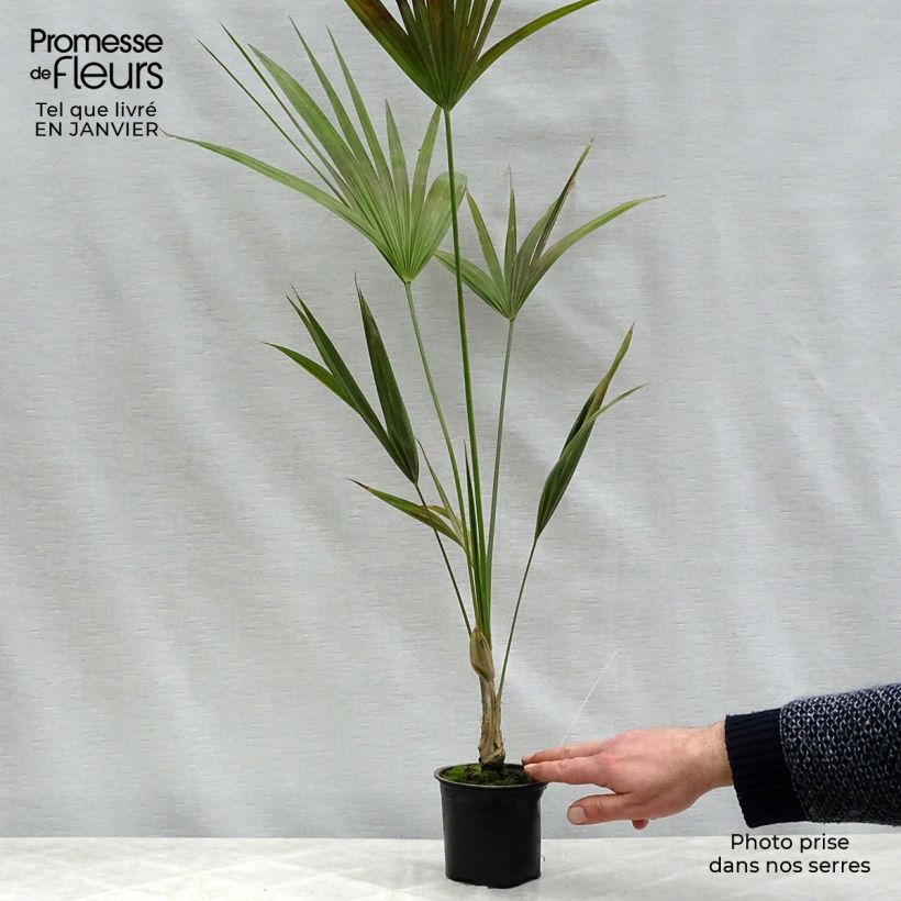 Thrinax parviflora - Thatch Palm 12cm pot sample as delivered in winter