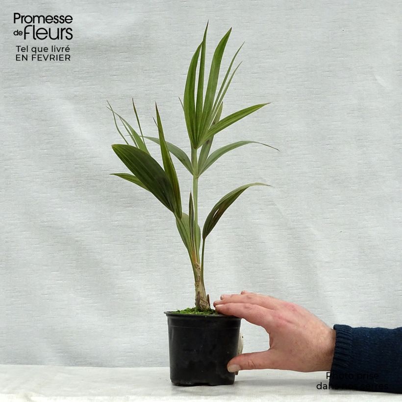 Thrinax radiata - Florida Thatch Palm 12cm pot sample as delivered in winter