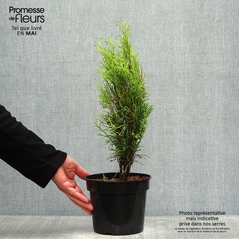 Thuja occidentalis Totem Smaragd - Canadian Arborvitae 2L/3L pot sample as delivered in spring