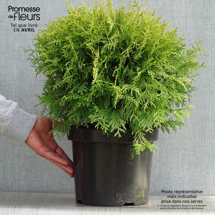 Thuja occidentalis Danica Aurea 7.5L/10L pot sample as delivered in spring
