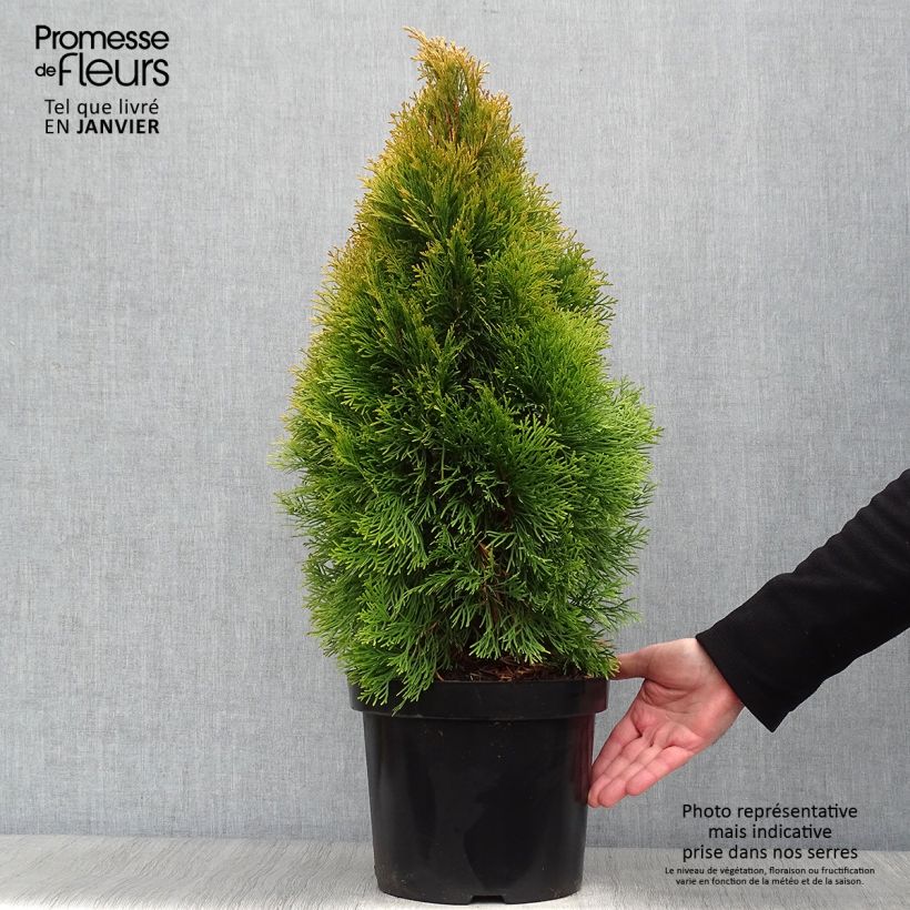 Thuja occidentalis Golden Smaragd 7.5L/10L pot sample as delivered in winter