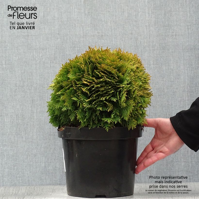 Thuja occidentalis Mirjam - Canadian Arborvitae 7.5L/10L pot sample as delivered in winter