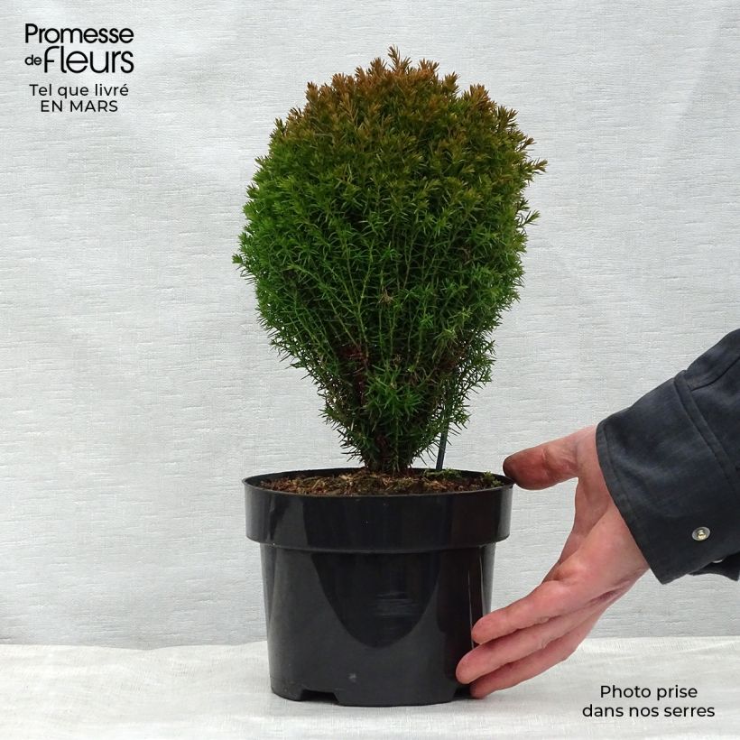 Thuja occidentalis Teddy - Canadian Arborvitae 2L/3L pot sample as delivered in spring