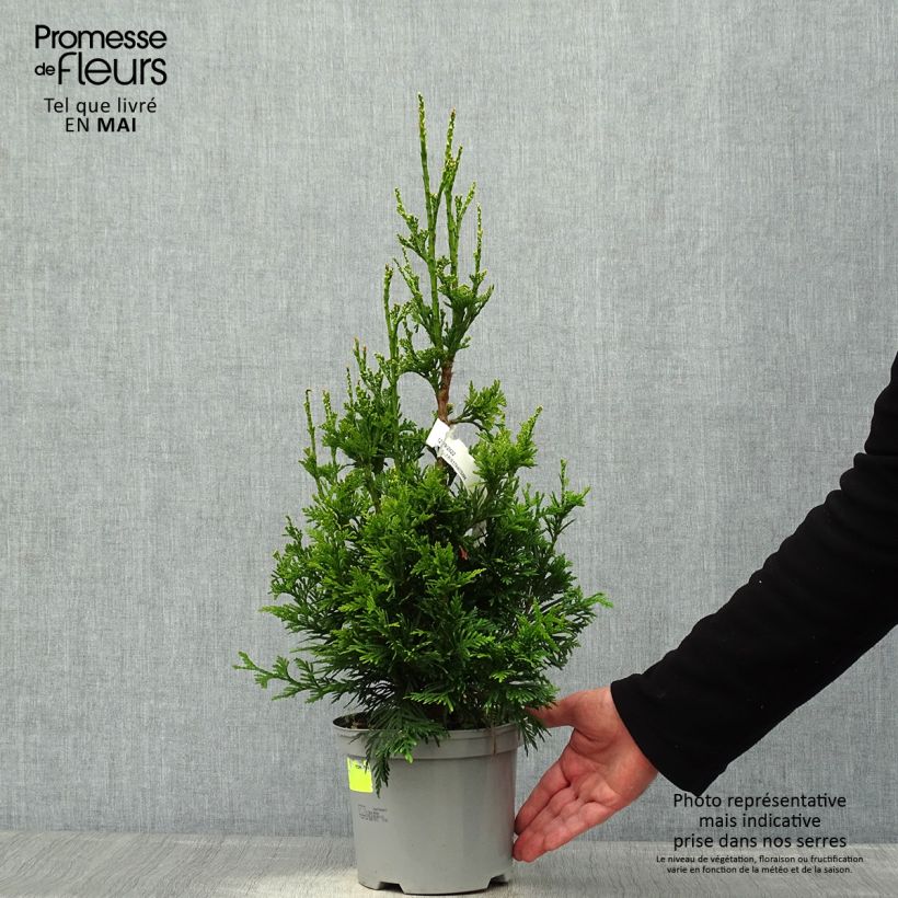 Thuja plicata Can-can - Western Red Cedar 2L/3L pot sample as delivered in spring