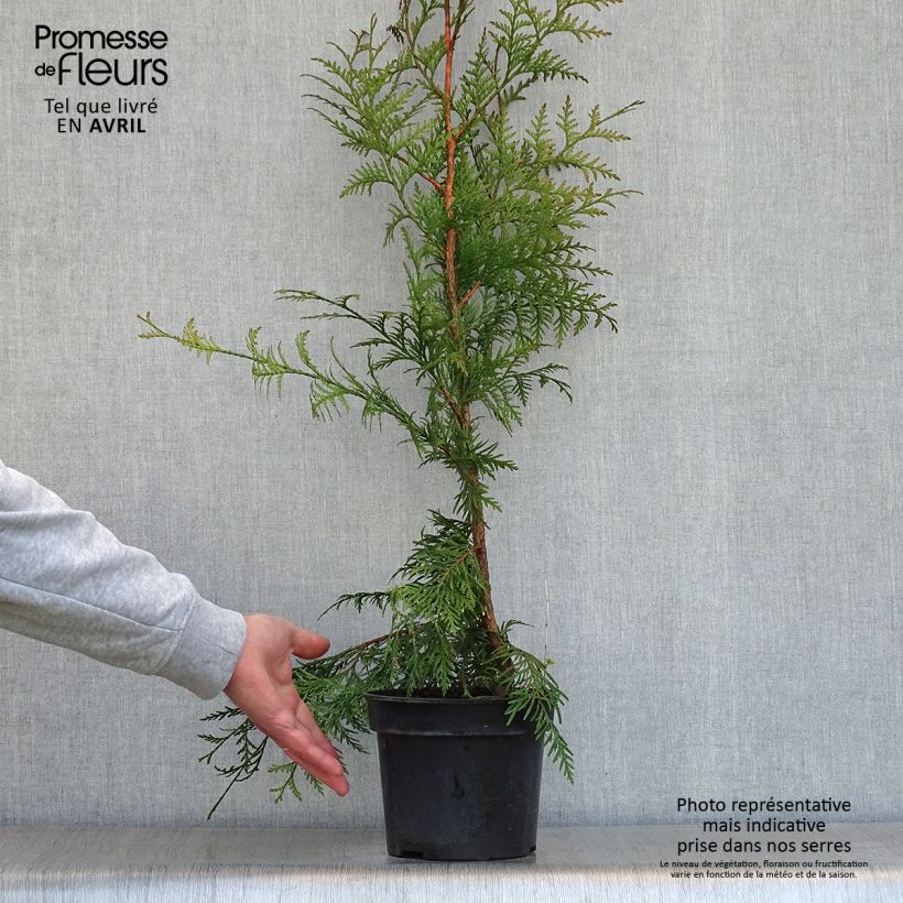 Thuja plicata Excelsa - Western Red Cedar 2L/3L pot sample as delivered in spring