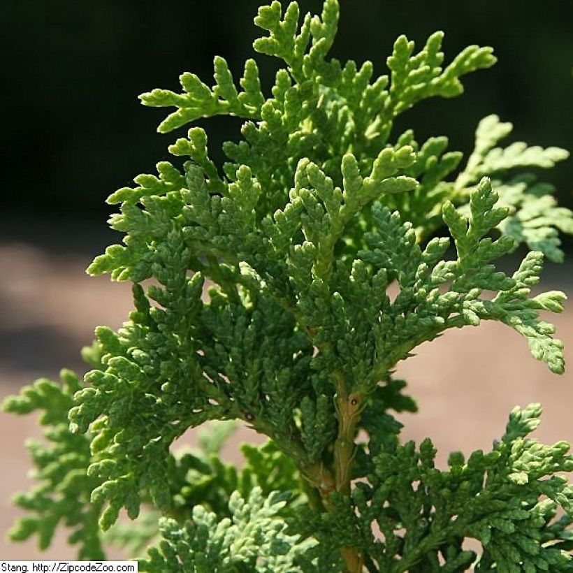 Thuja occidentalis Degroots Spire - Canadian Arborvitae (Foliage)