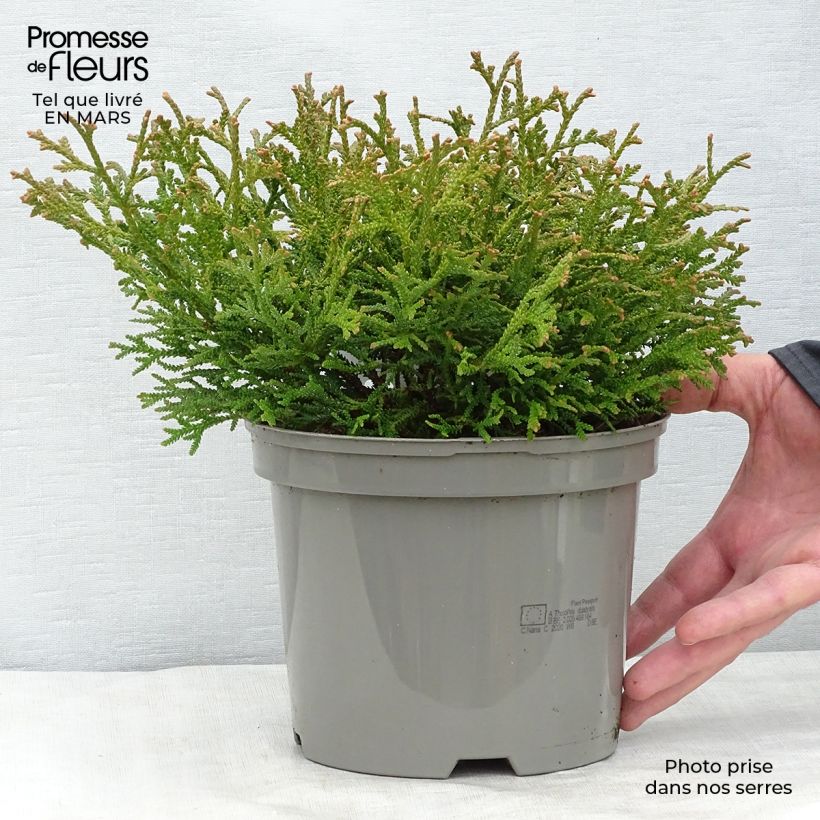 Thujopsis dolabrata Nana - Hiba 2L/3L pot sample as delivered in winter