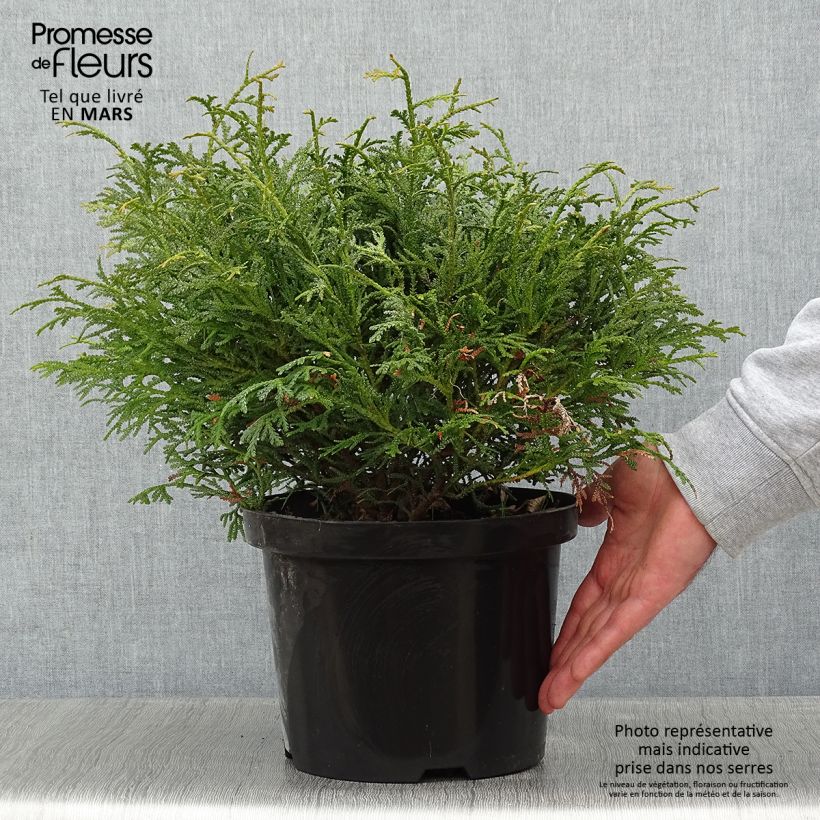 Thujopsis dolabrata Nana - Hiba 4L/5L pot sample as delivered in winter
