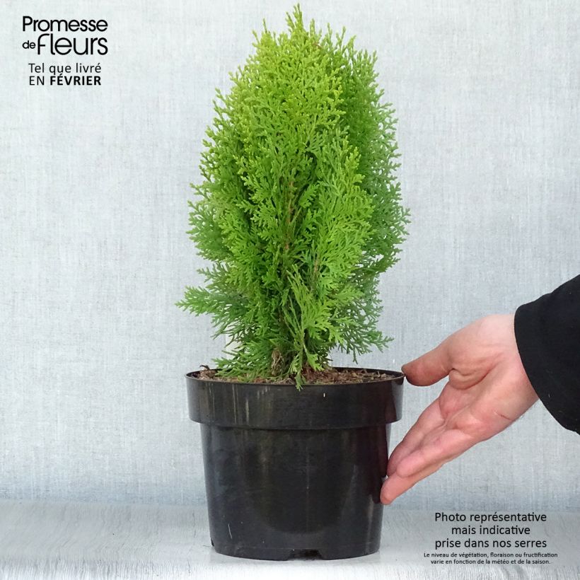 Oriental Arborvitae - Platycladus orientalis Aurea Nana 2L/3L pot sample as delivered in winter