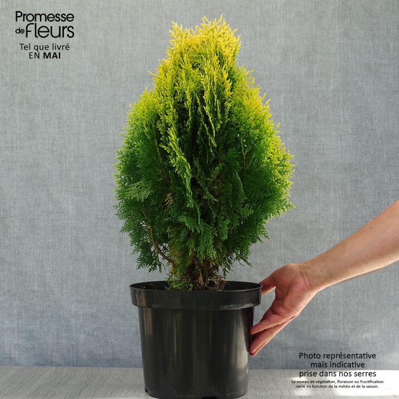 Oriental Arborvitae - Platycladus orientalis Aurea Nana 7.5L/10L pot sample as delivered in spring