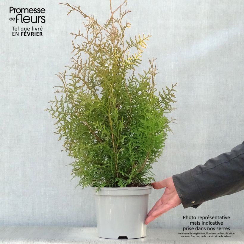 Thuja occidentalis Brabant - Canadian Arborvitae 2L/3L pot sample as delivered in winter